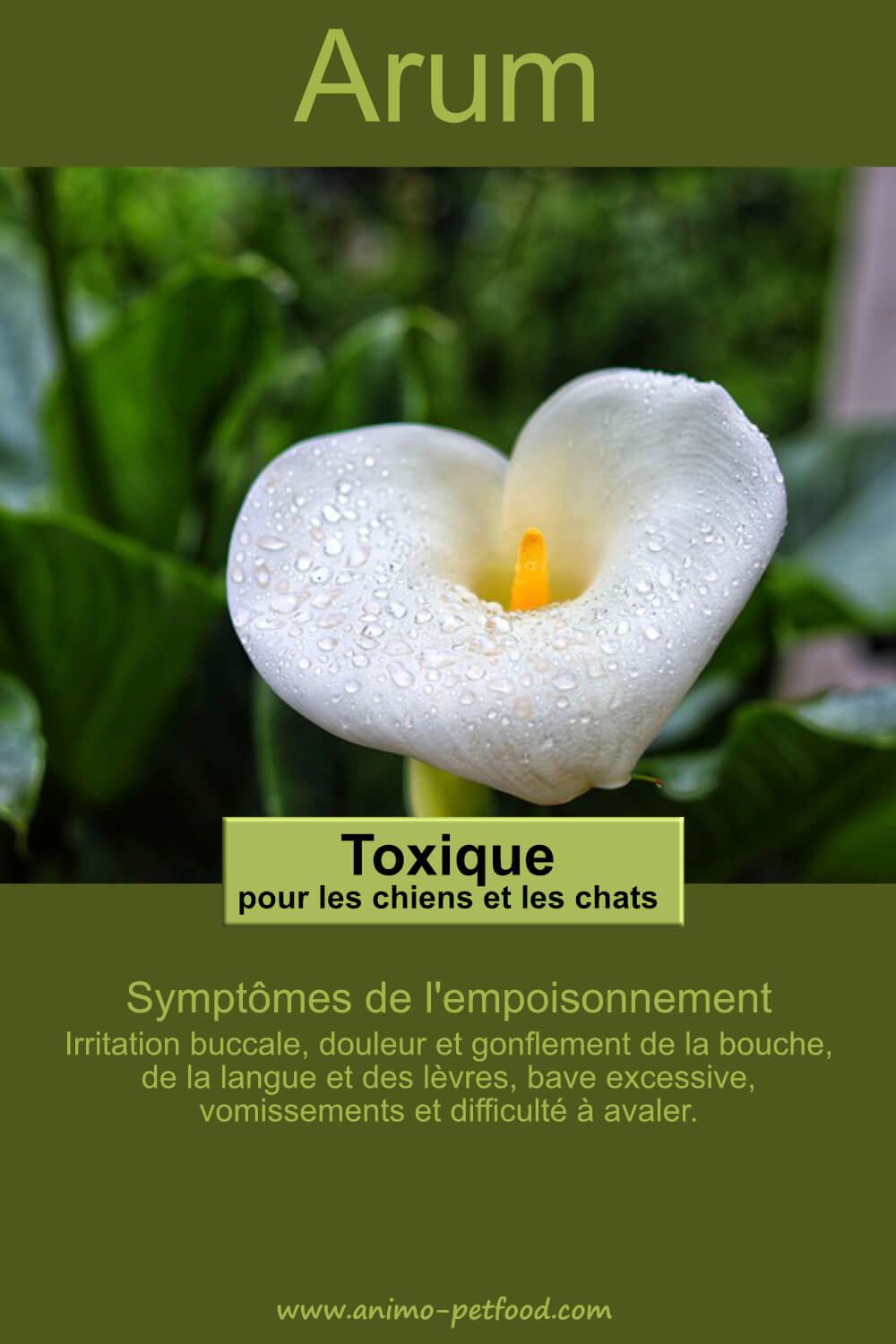 arum-plante-toxique-pour-chien-et-chat